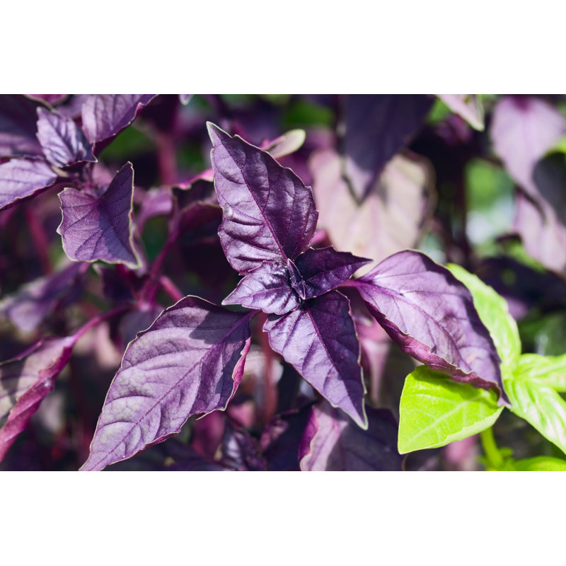 Mauve basilic par Justhavealook, H 12 po x l 18 po