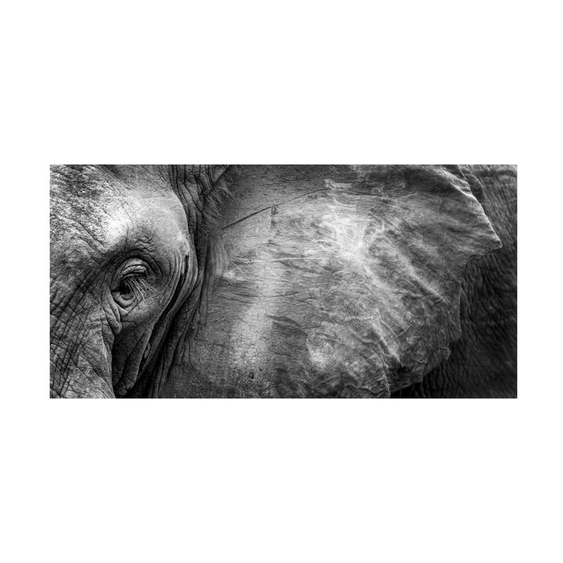 Art sur toile Face bélier, éléphant sauvage, H 10 po x l 19 po