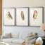 Petite chouette - impression encadrée sur mesure de qualité supérieure - 3 pièces-451118258-451118262
