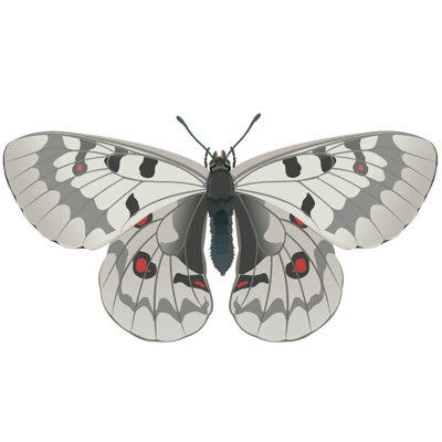 Adhésif décoratif papillon IV