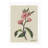 Moulton Collection " Cherry Blossom "