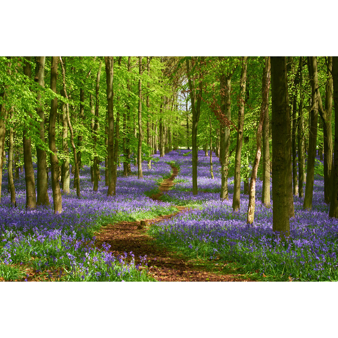 Der Blauglockenwald im Frühling