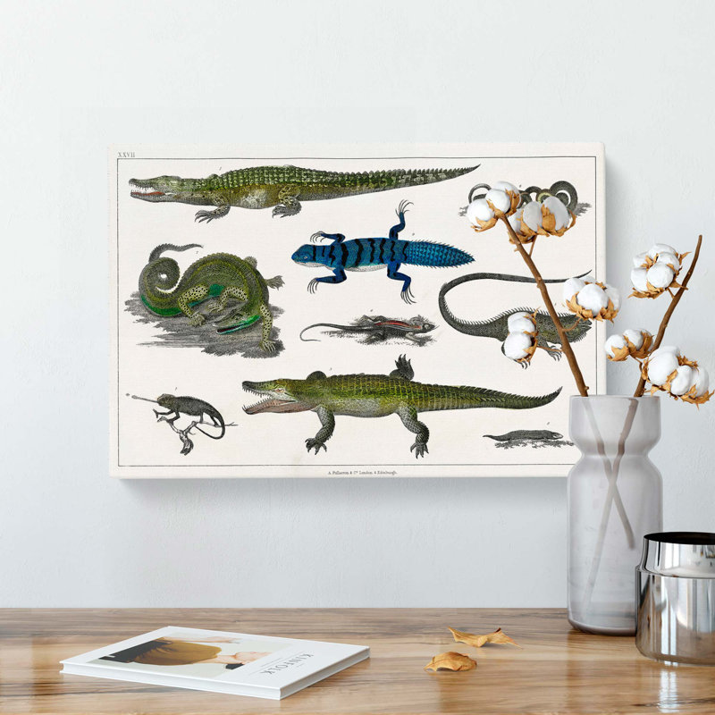 Various Reptiles XXVII by Oliver Goldsmith - Wrapped Canvas Painting, 35cm H x 50cm W x 3cm D