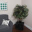 Arbre Pensershill Bush Capensia en pot