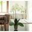 Kora Orchid Arrangement