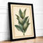 Study Botanical - Framed Print-262269561-262269567