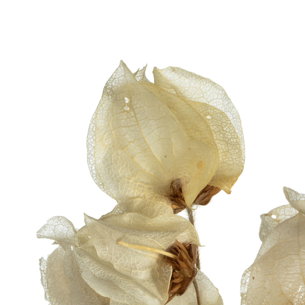 Cara Blossom Stems