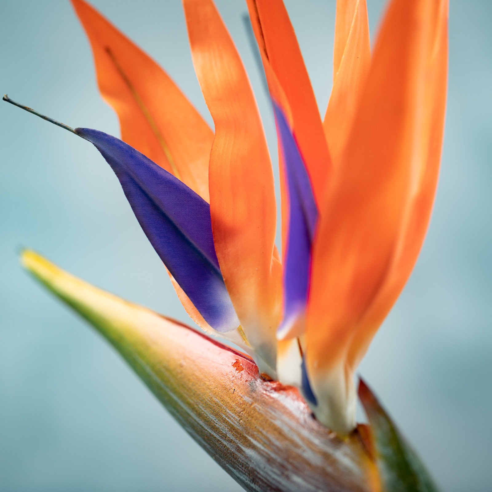 Bird Of Paradise Arrangement