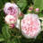 Bare Root Rose Earth Angel (3-Pack)