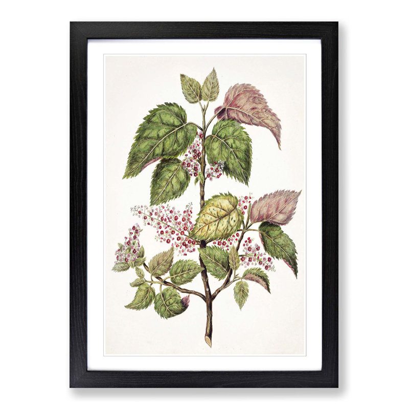 Pink Flowering Flowers by Sarah Featon - Picture Frame Painting Print, Black Framed, 36cm H x 27cm W x 2cm D