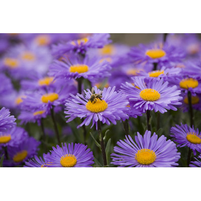 Bed of Purple Daisies 1 Piece Wrapped Canvas Wall Art