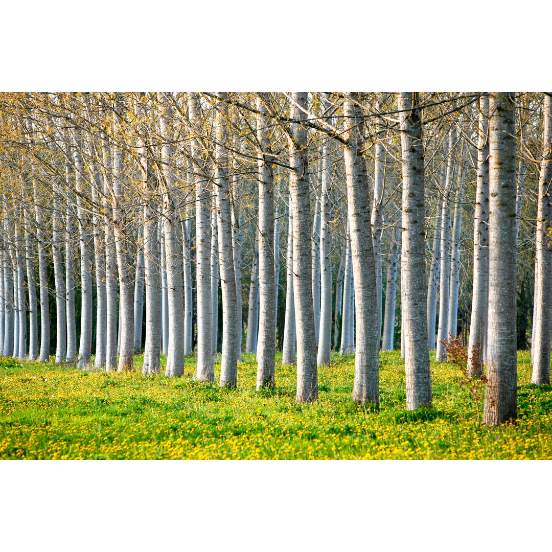 Poplar Trees - Wrapped Canvas Print