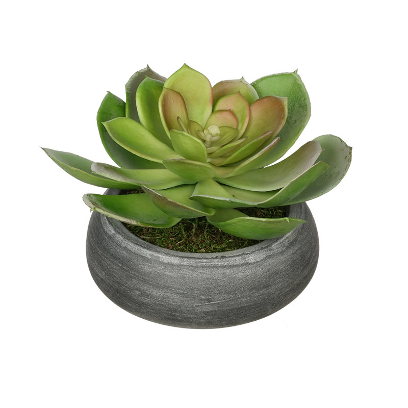 Jardinière avec succulent Echeveria artificielle, Gris, Pointe rouge