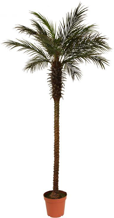 8' Decorative Potted Artificial Brown and Green Phoenix Palm Tree