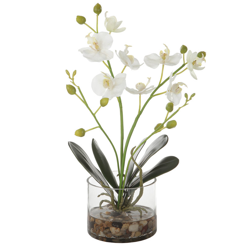  Glory Orchid
