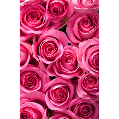 " Beautiful Pink Roses " by Olgamiltsova