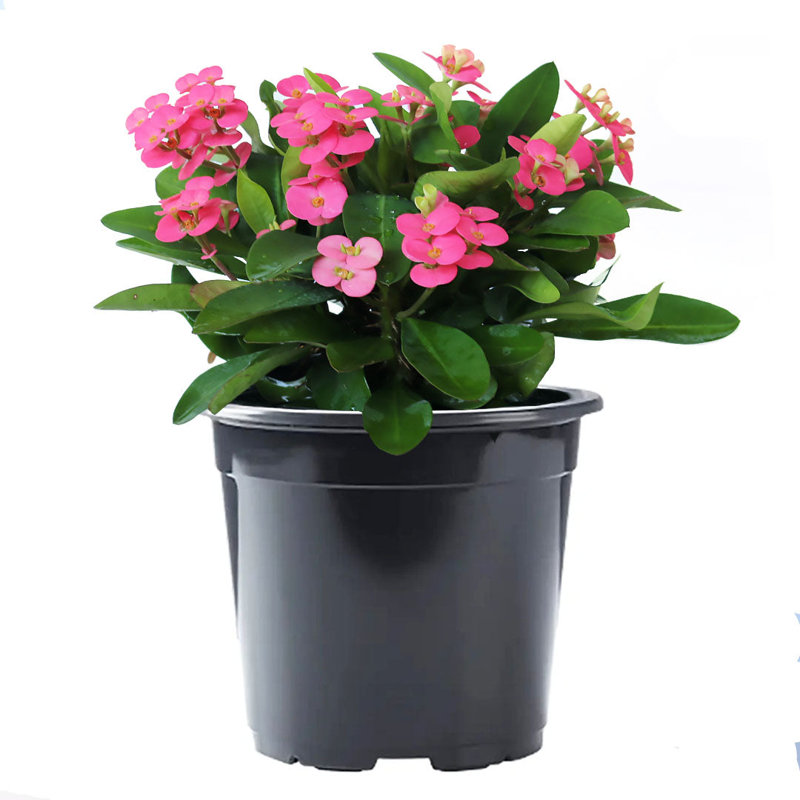 Pink Crown of Thorns Indoor Flowering Shrub in Black Pot