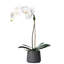 Orchid Floral Arrangements in Planter-1386111433