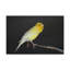 No Frame Print on Canvas-373949711