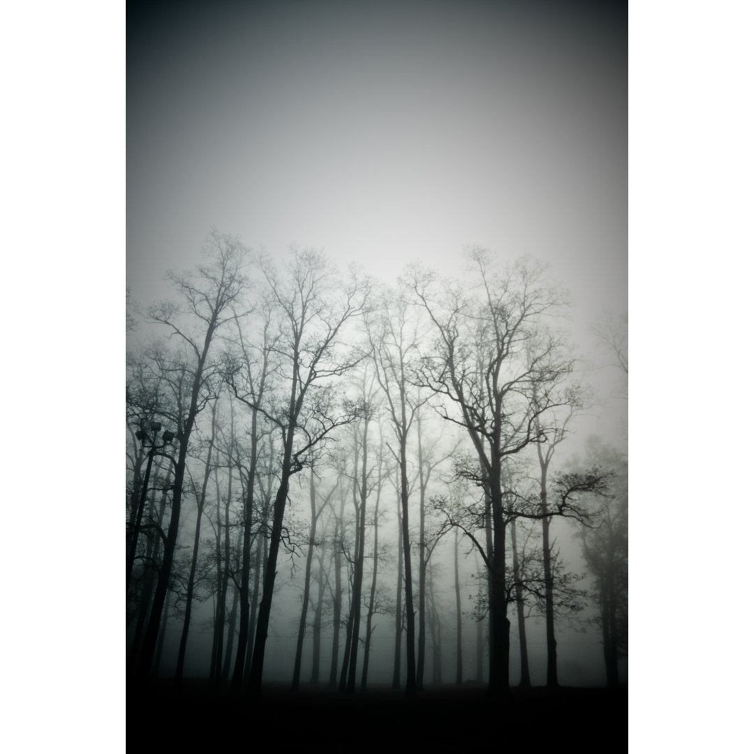 Wald im Nebel - Druck