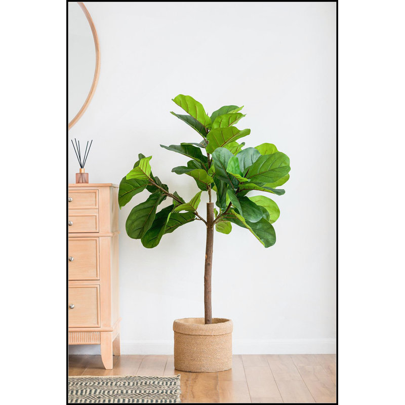 Fiddle Fig Leaf Tree, 40 Leaves