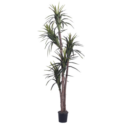 Cadre Executive Marginata en pot