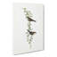 Black-Rumped Finch Birds by Elizabeth Gould - Wrapped Canvas Painting-55370718