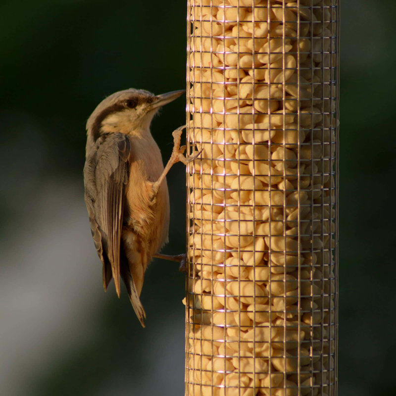 Bird Bath Heater