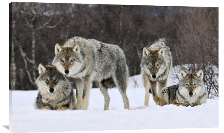 " Gray Wolf Group, Norway " East Urban Home