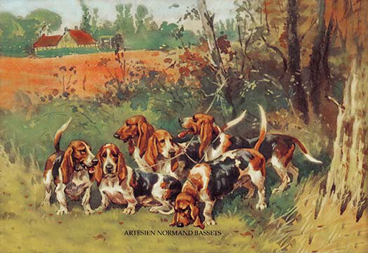 « artesien normand bassets » par baron karl reille, reproduction d’art
