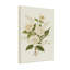 Plantes et fleurs roses blanches et muguet-1356263614