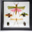 6 Genuine Insects In Display Frame