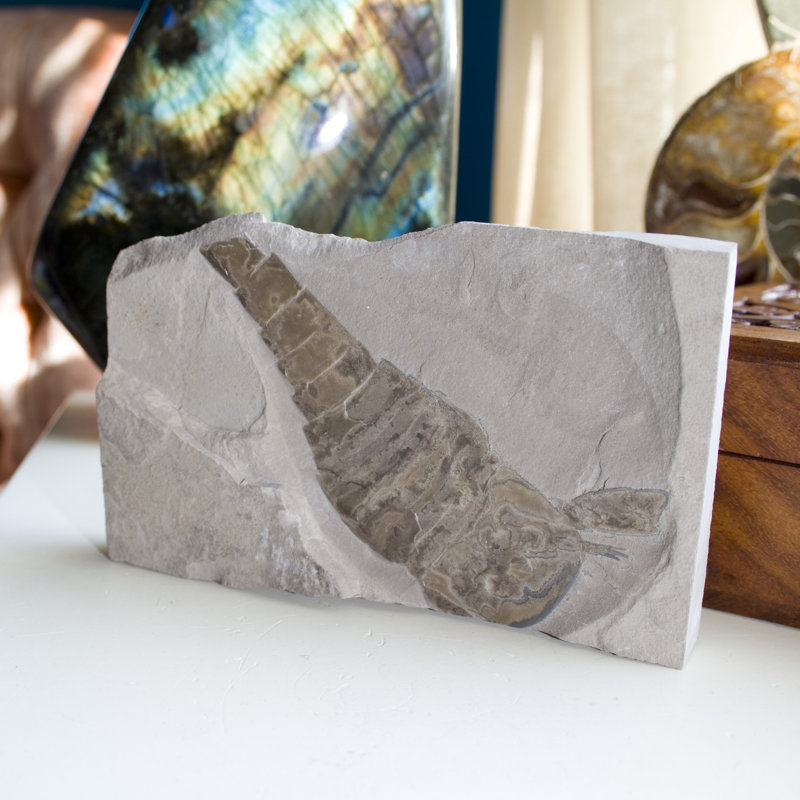 Assiette fossile Eurypterid. Lang's Quarry, Herkimer County, New York
