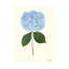 Pressed Hydrangea Set by Sandy Whitaker-259530003-259529996