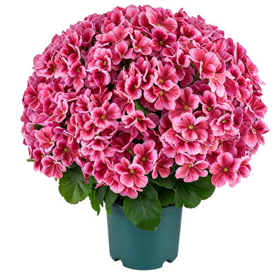 Artificial Potted Geraniums 20 in Fake Flower Plants Deep Pink, for Porch, Patio, Entryway, & Home Decor, Indoor & Outdoor Use, Silk and PE Blooms in Pots, Ready to Display Decorative Plants