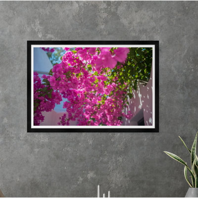 Bougainvillea " Bougainvillea Walkway "