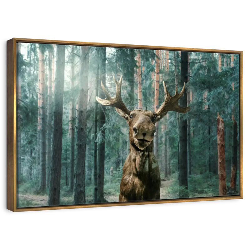 Orignal sauvage, 46 po x 31 po, Cadre flottant doré