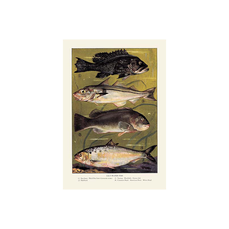 Publicité rétro eau salée fish