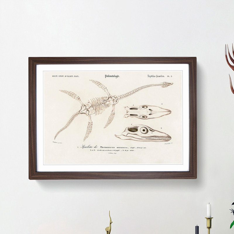 Plesiosaurus Illustration by Charles d' Orbigny - Picture Frame Painting Print, 48cm H x 65cm W x 2cm D, Walnut Framed