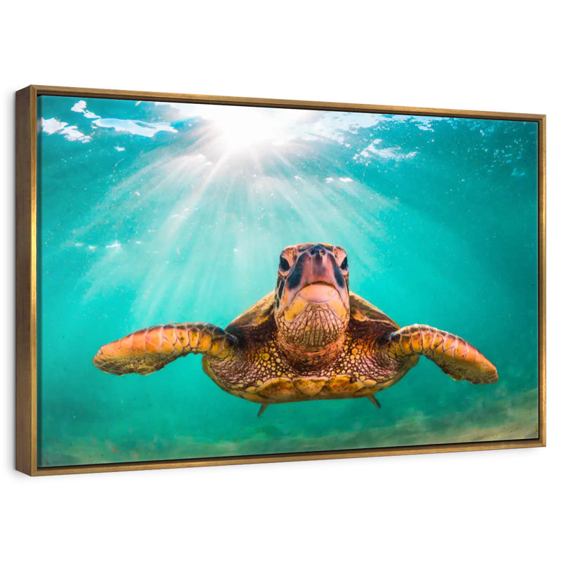 Tortue verte de Maui, 25 po x 17 po, Cadre flottant doré