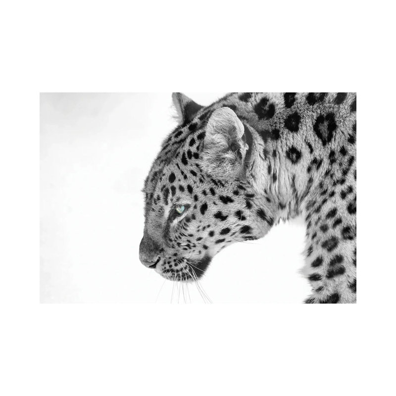 Big Cat B&W by David Gardiner - Wrapped Canvas Print, 66.04cm H x 101.6cm W