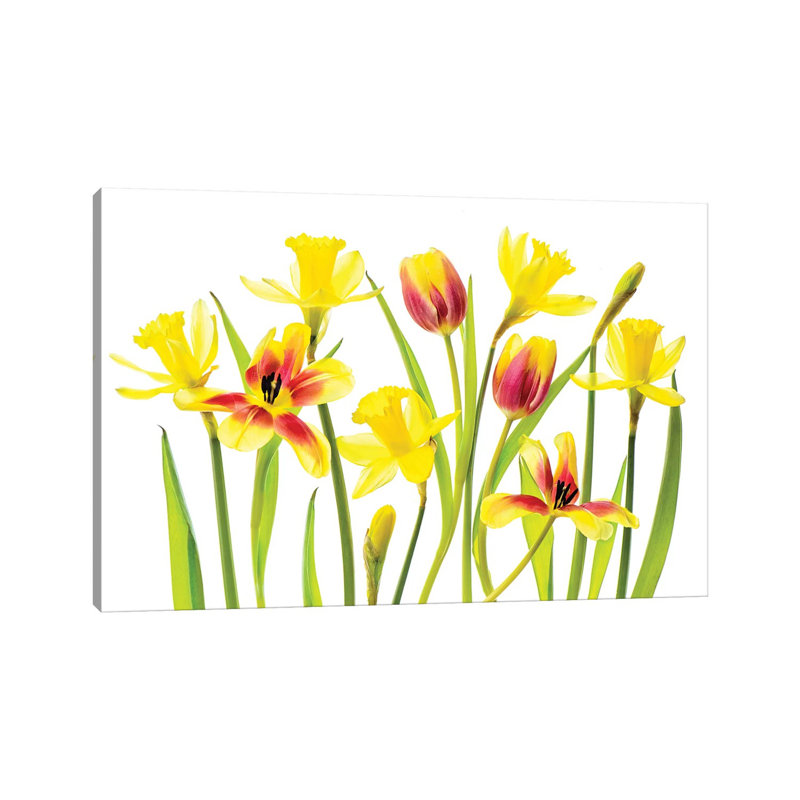 Vibrant Spring by Jacky Parker - Wrapped Canvas Print, 20.32 cm H x 30.48 cm W