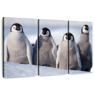 Brampt Emperor Penguin Chick Waddle