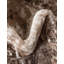 Tapis oriental Brandt-126532483-86620109