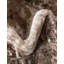 Tapis oriental Brandt-86620104-126532483
