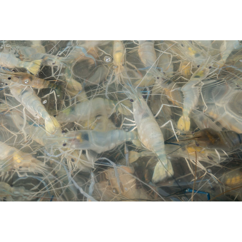 Crevette dans l'eau - Photographie sur toile tendue, H 8 po x l 12 po