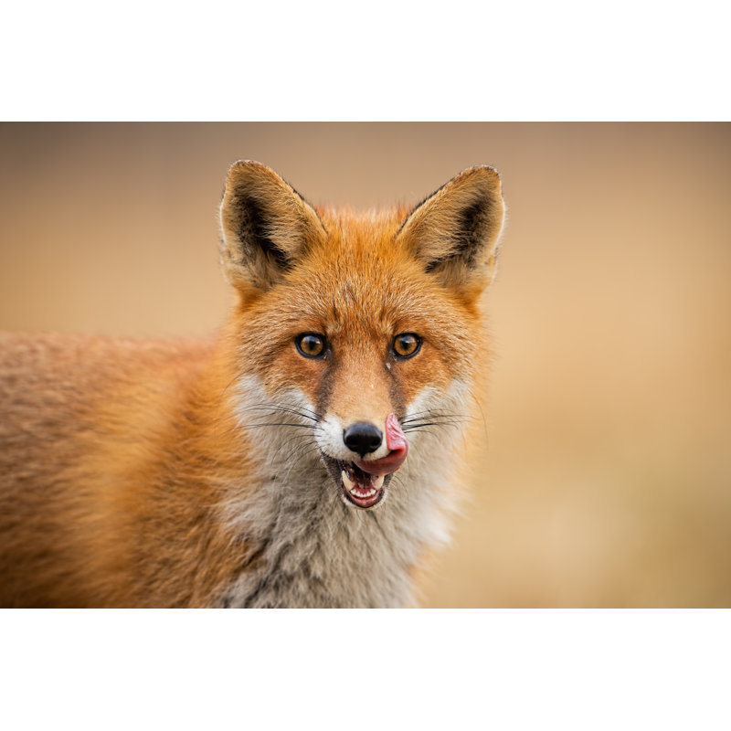 Head of a Red Fox, Vulpes Vulpes, Looking Straight to the Camera Licking Lips. 1 Piece Wrapped Canvas Wall Art