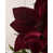burgundy is out of stock