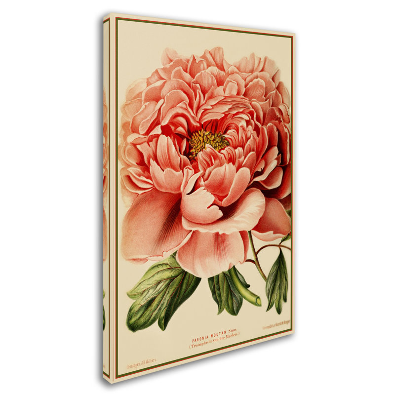 « pivoine », reproduction d’impression sur toile tendue, H 47 po x l 30 po