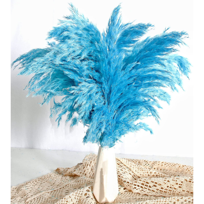 Plante grimpante 17 po Atalaya, 20, Bleu